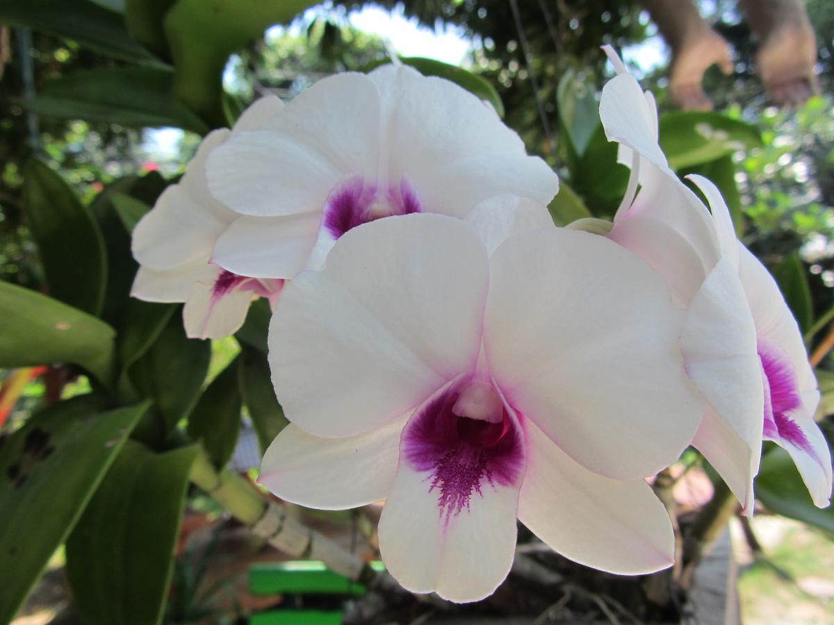 Flower Paradise Bungalows & Swiss Restaurant Roestiland Lamai Beach  Eksteriør billede