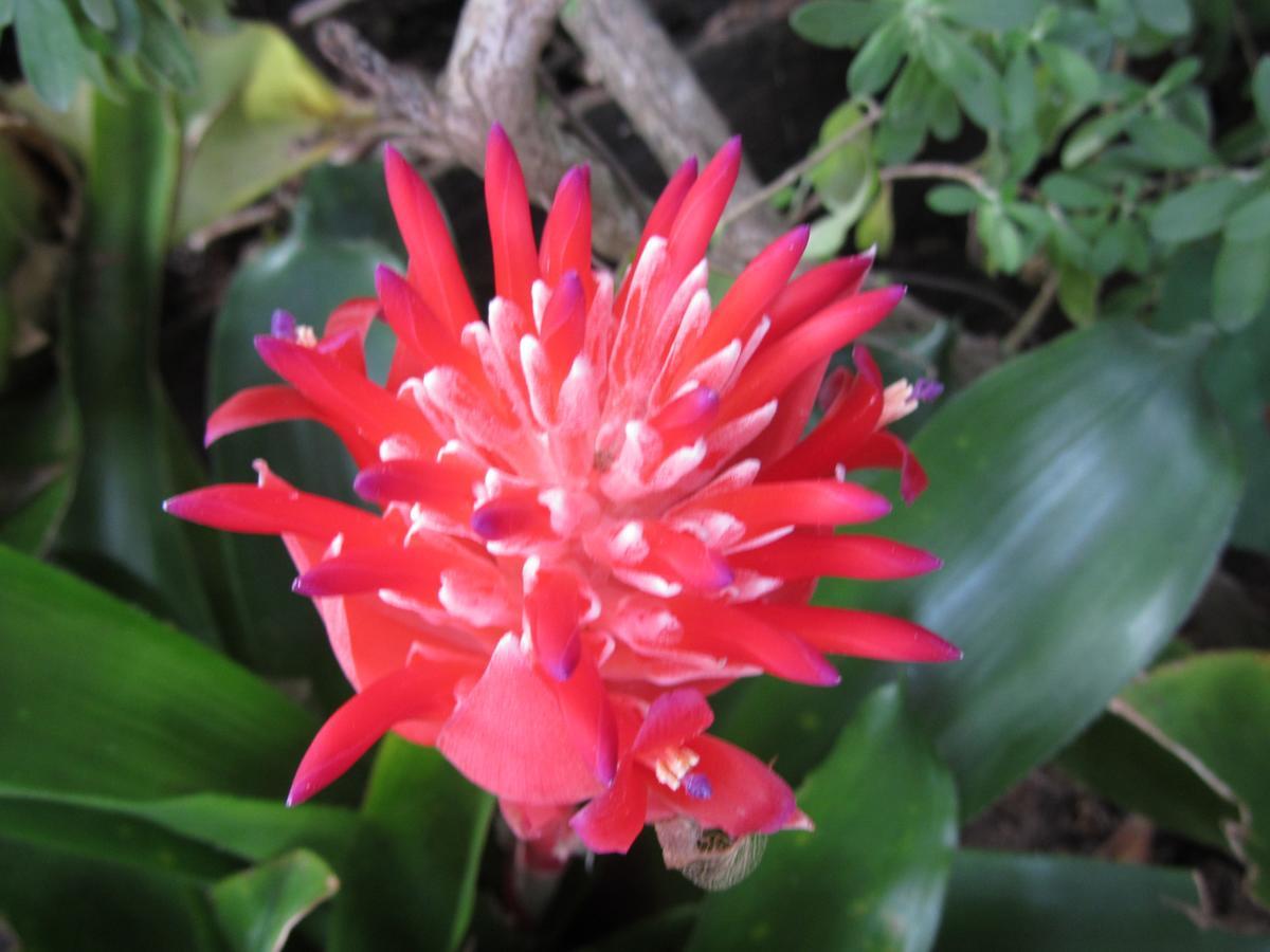 Flower Paradise Bungalows & Swiss Restaurant Roestiland Lamai Beach  Eksteriør billede